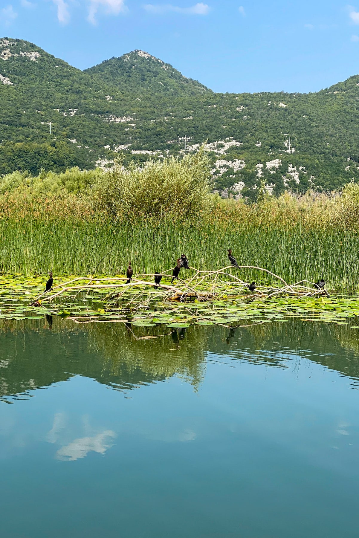 Lake Skadar National Park Montenegro birds