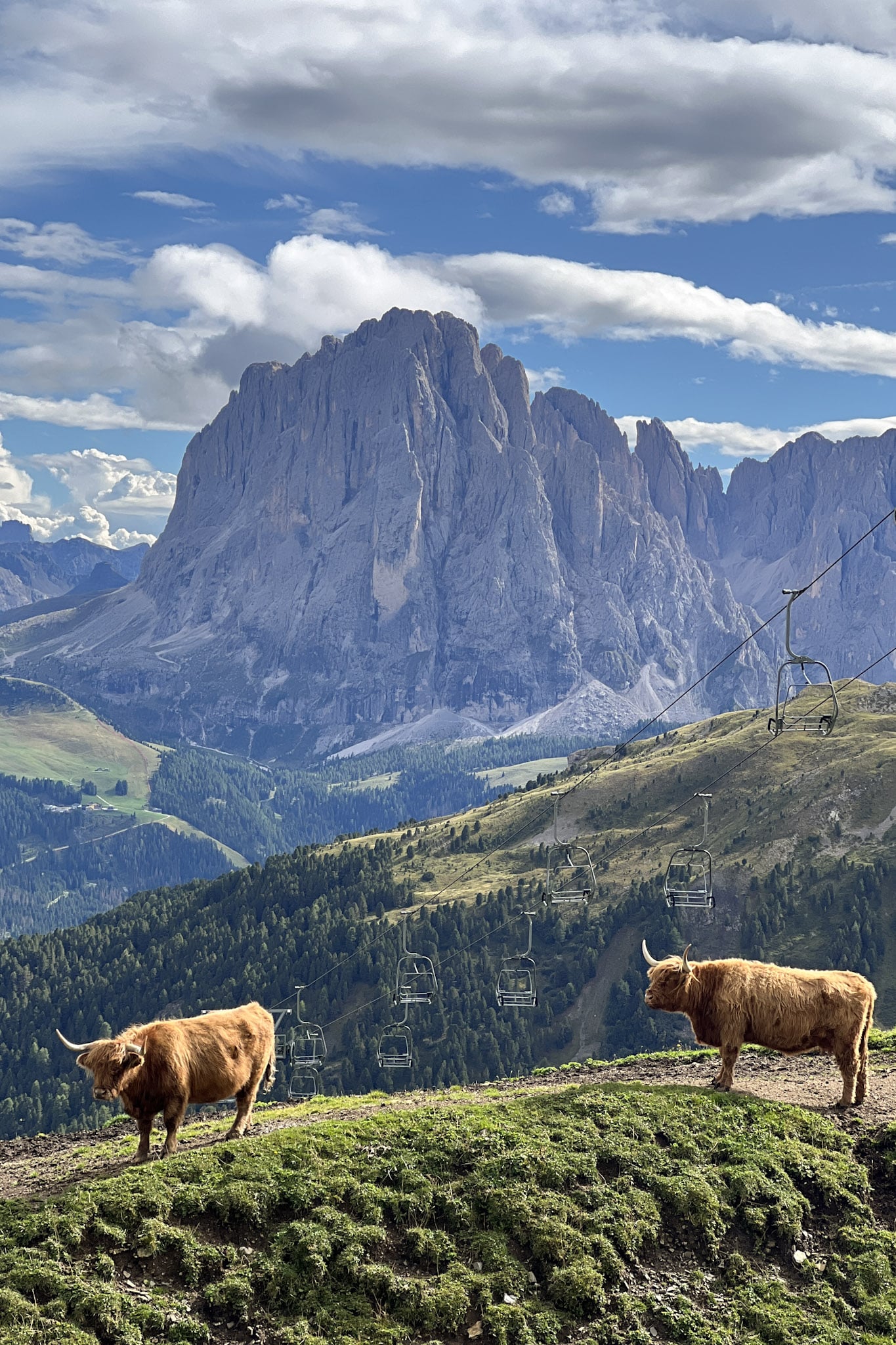 animals Seceda Peak Italy Dolomites Hike