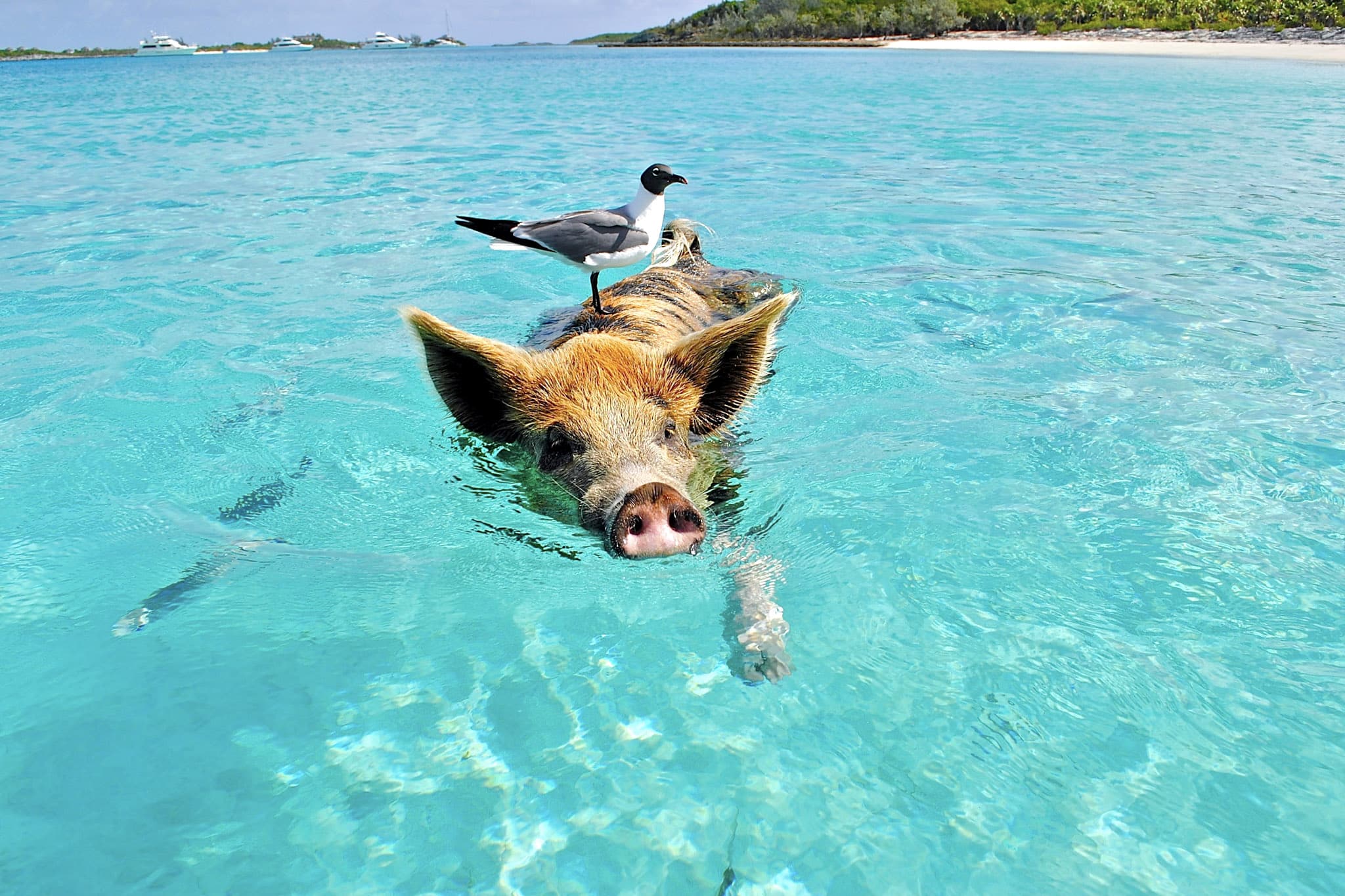 Best Caribbean Islands for Snorkeling Bahamas Exuma