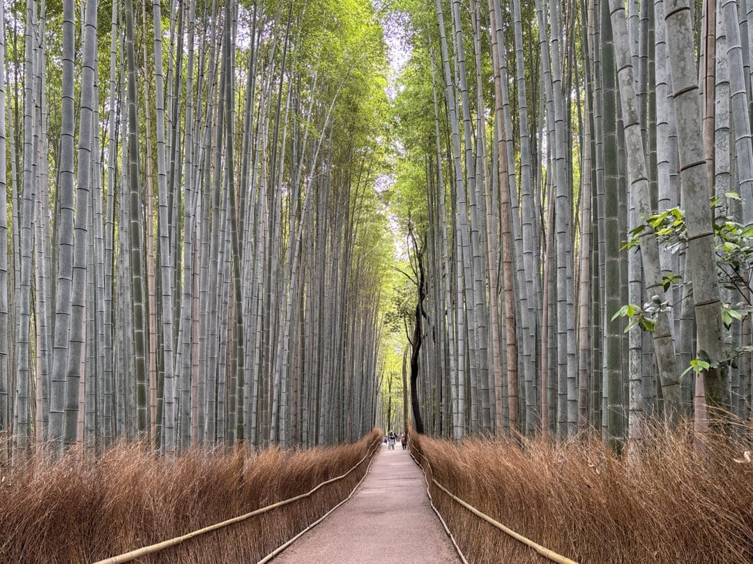 Arashiyama Bamboo Grove 2 Japan Bamboo Forest Arashiyama Grove