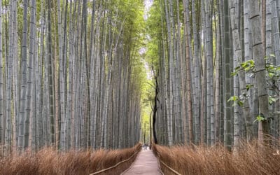 Where To See The Famous Japan Bamboo Forest (and a Few More)
