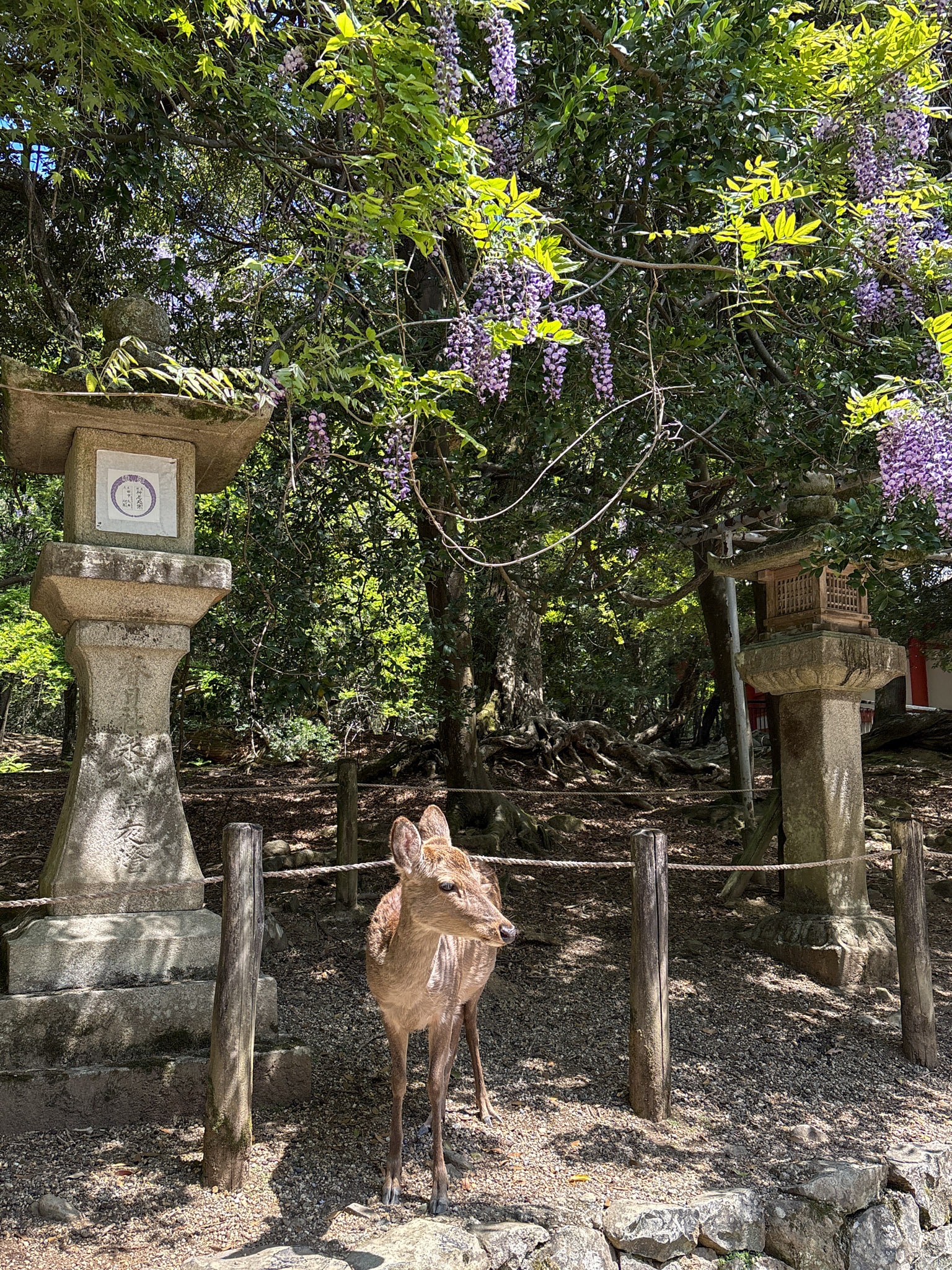 nara day trip kasuga taisha