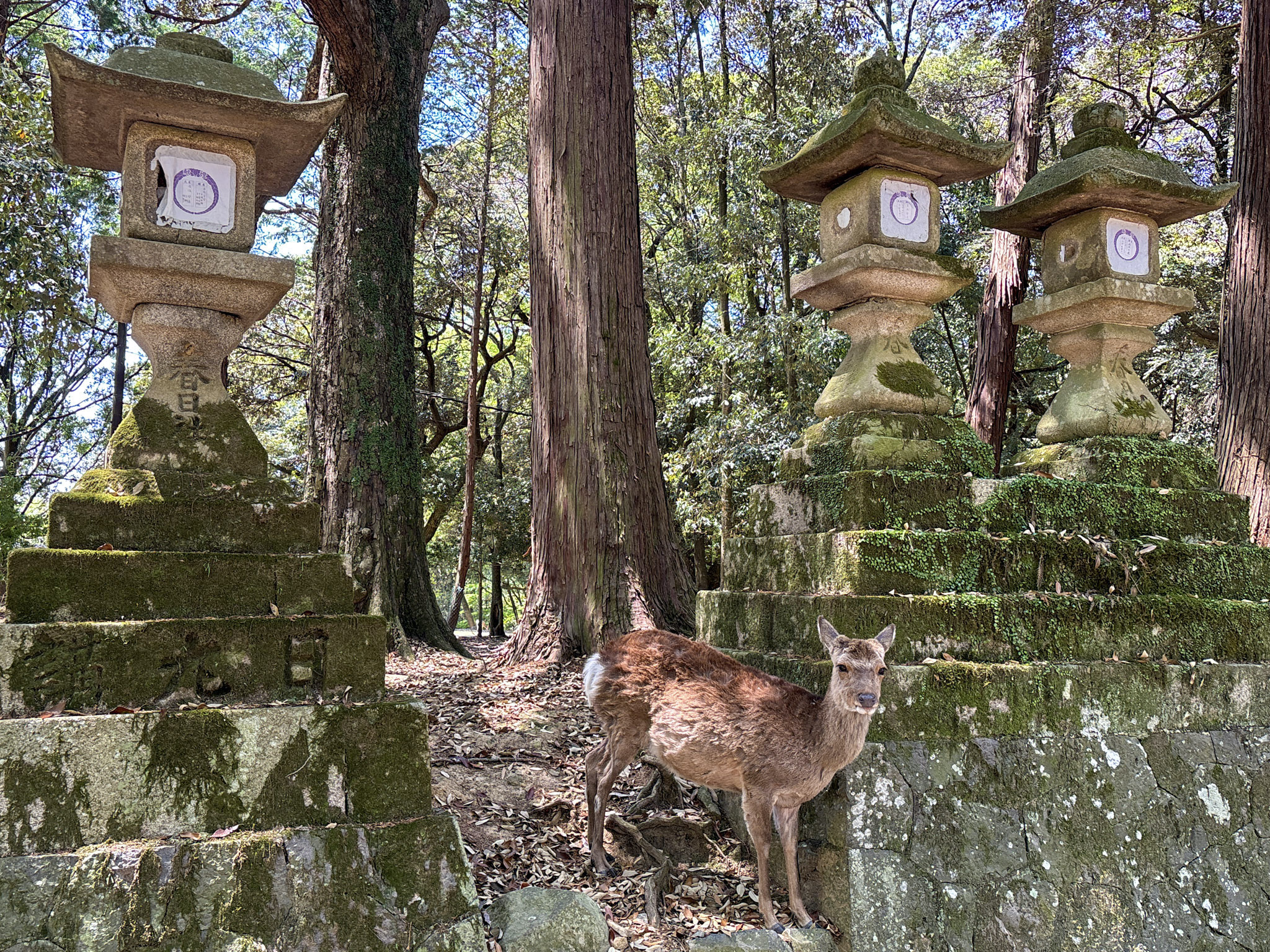 Nara Kasuga-Taisha Shrine 4 Japan Bamboo Forest Arashiyama Grove