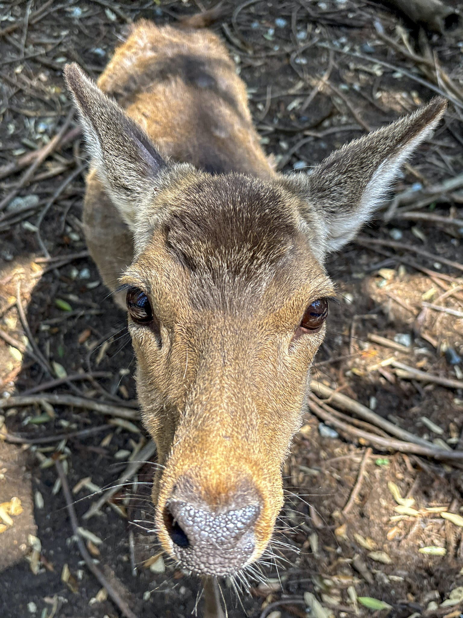 nara day trip from kyoto park deers