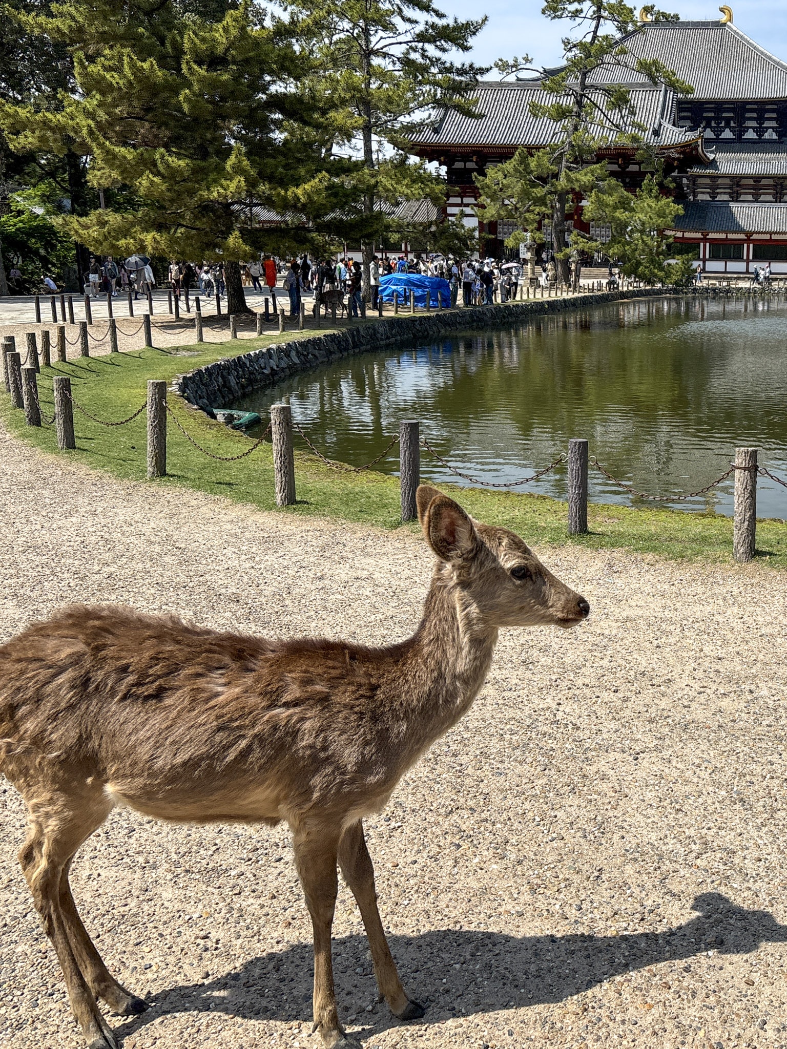 nara day trip todaiji