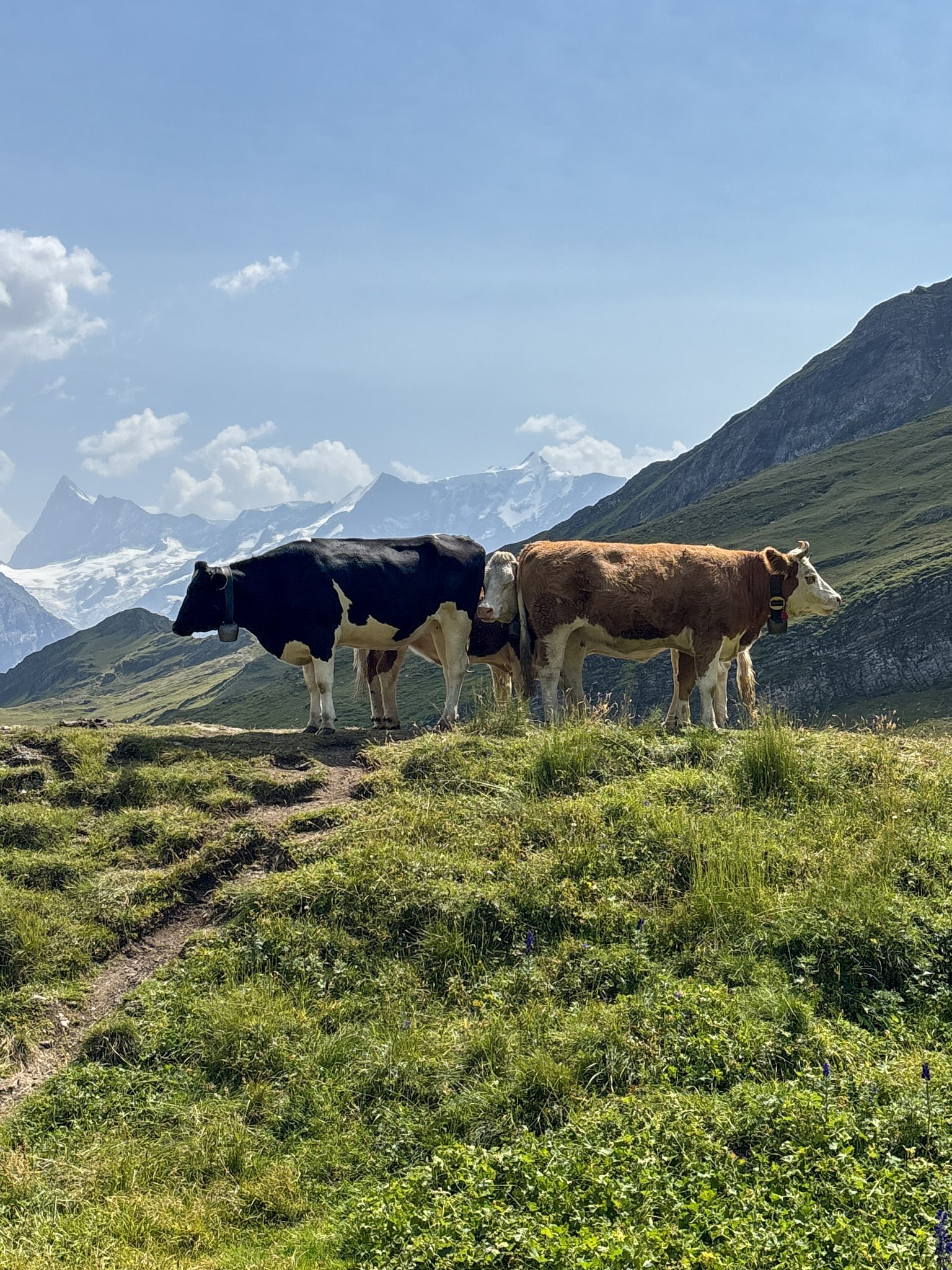 Bachalpsee Faulhorn Hike Grindelwald First funny cows