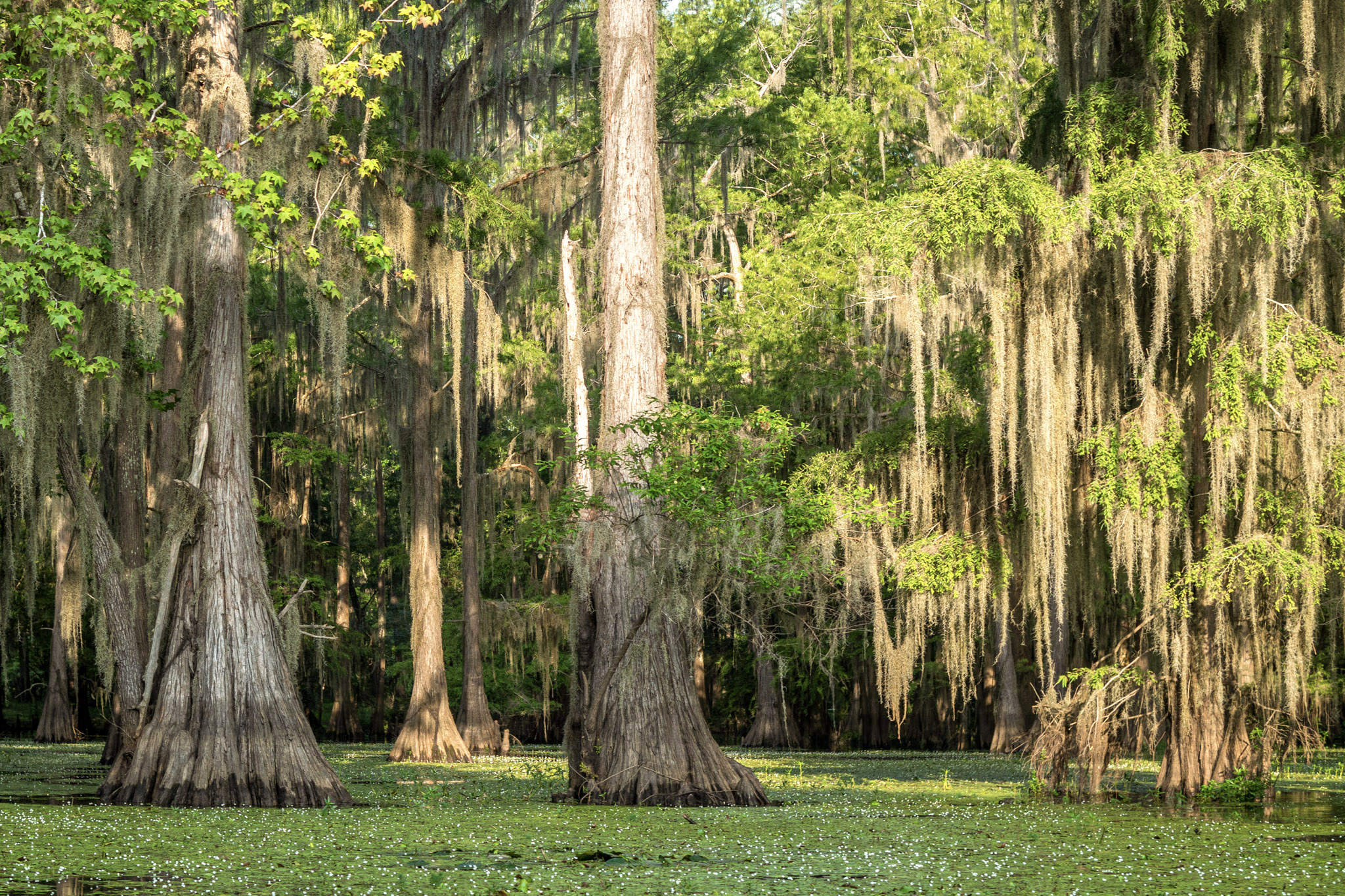 Best places to visit in Texas vacation caddo lake