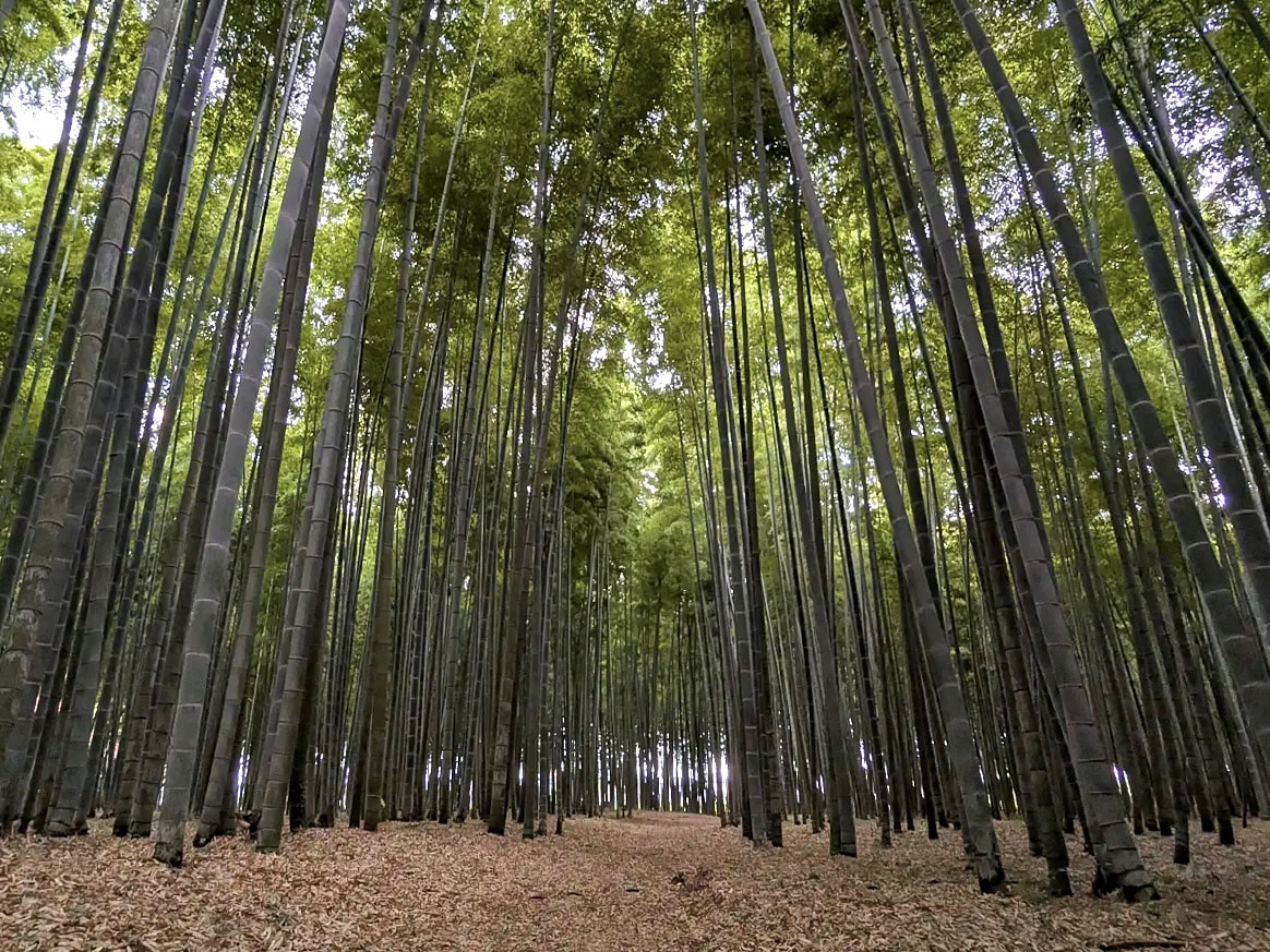 four-seasons-bamboo-forest