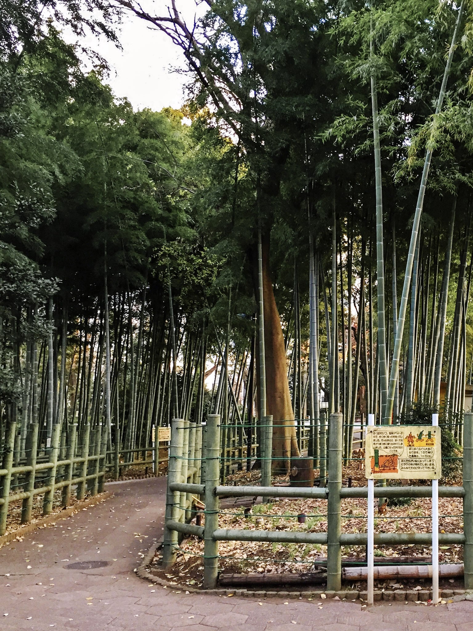 suzume-no-oyado-ryokuchi-park-bamboo-path