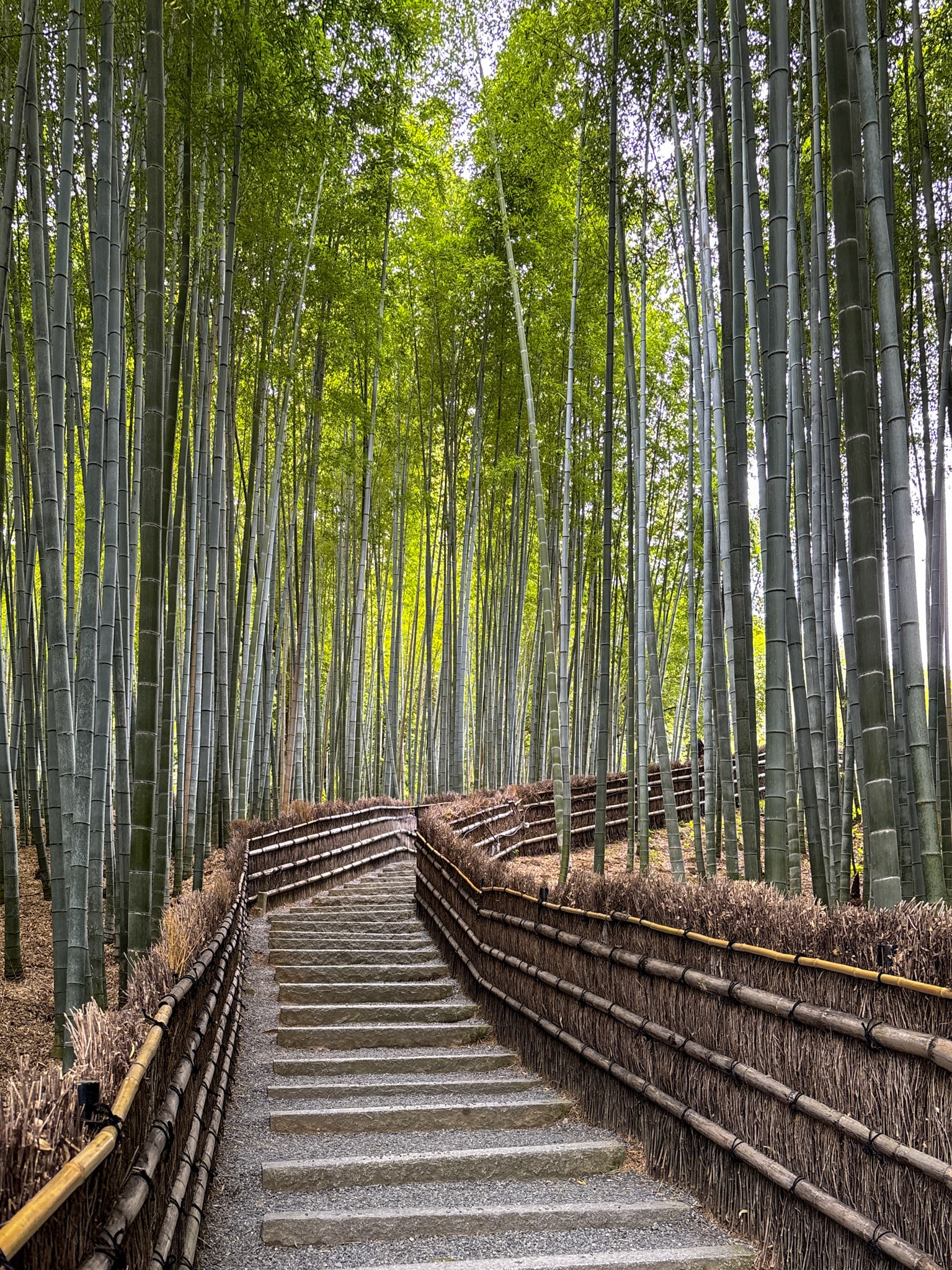 Adashino Nenbutsu-ji Japan Bamboo Forest