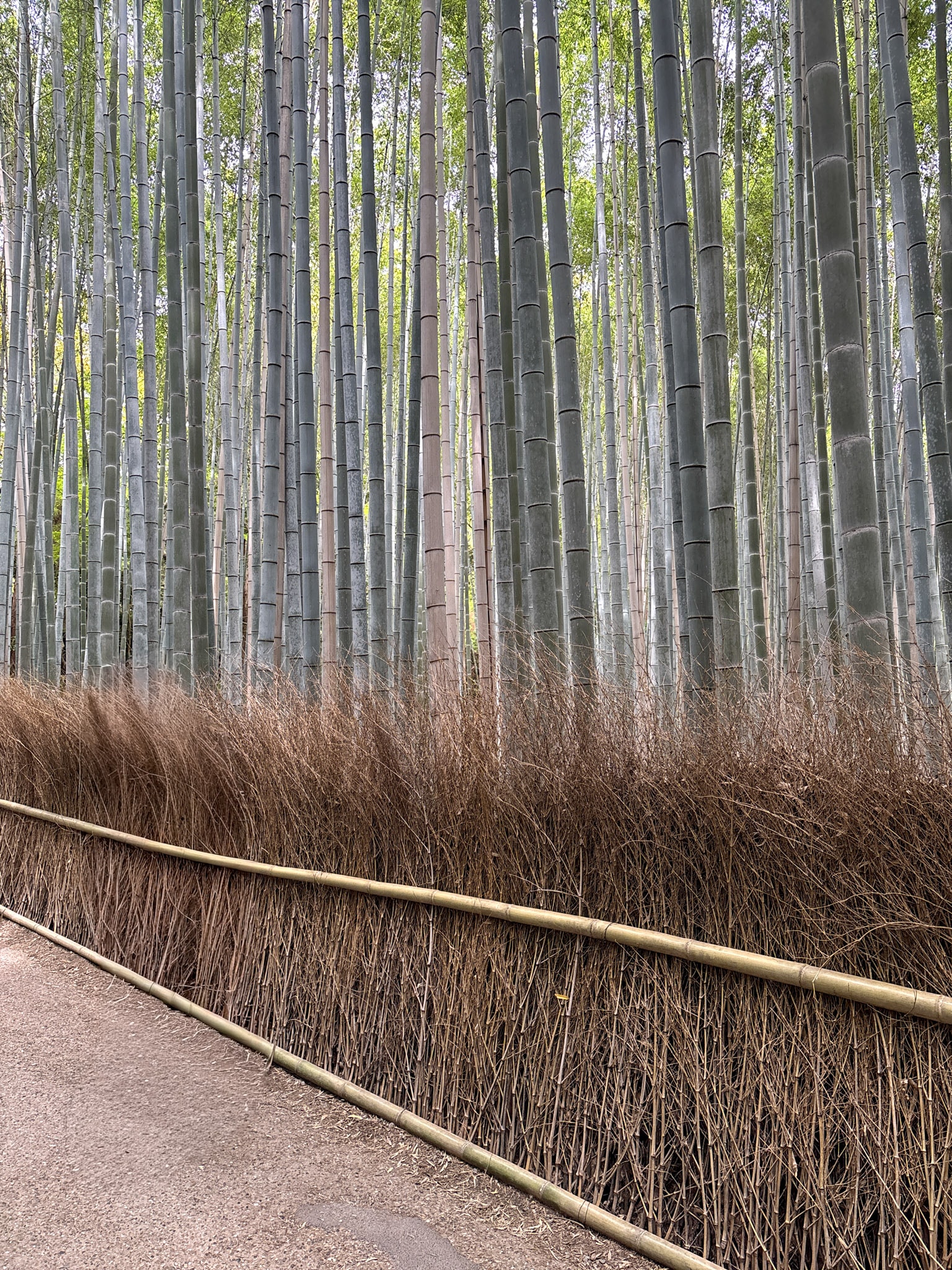 Arashiyama Sagano Japan Bamboo Forest