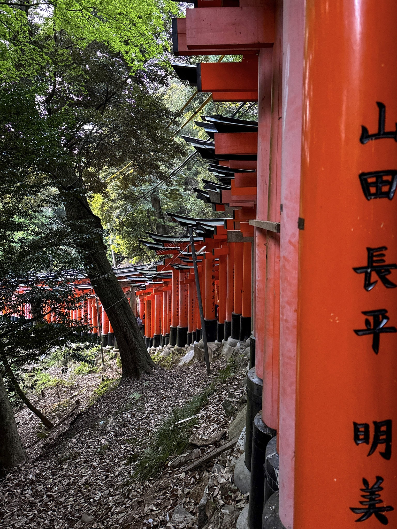 Fushimi Inari Hike Shrine Kyoto