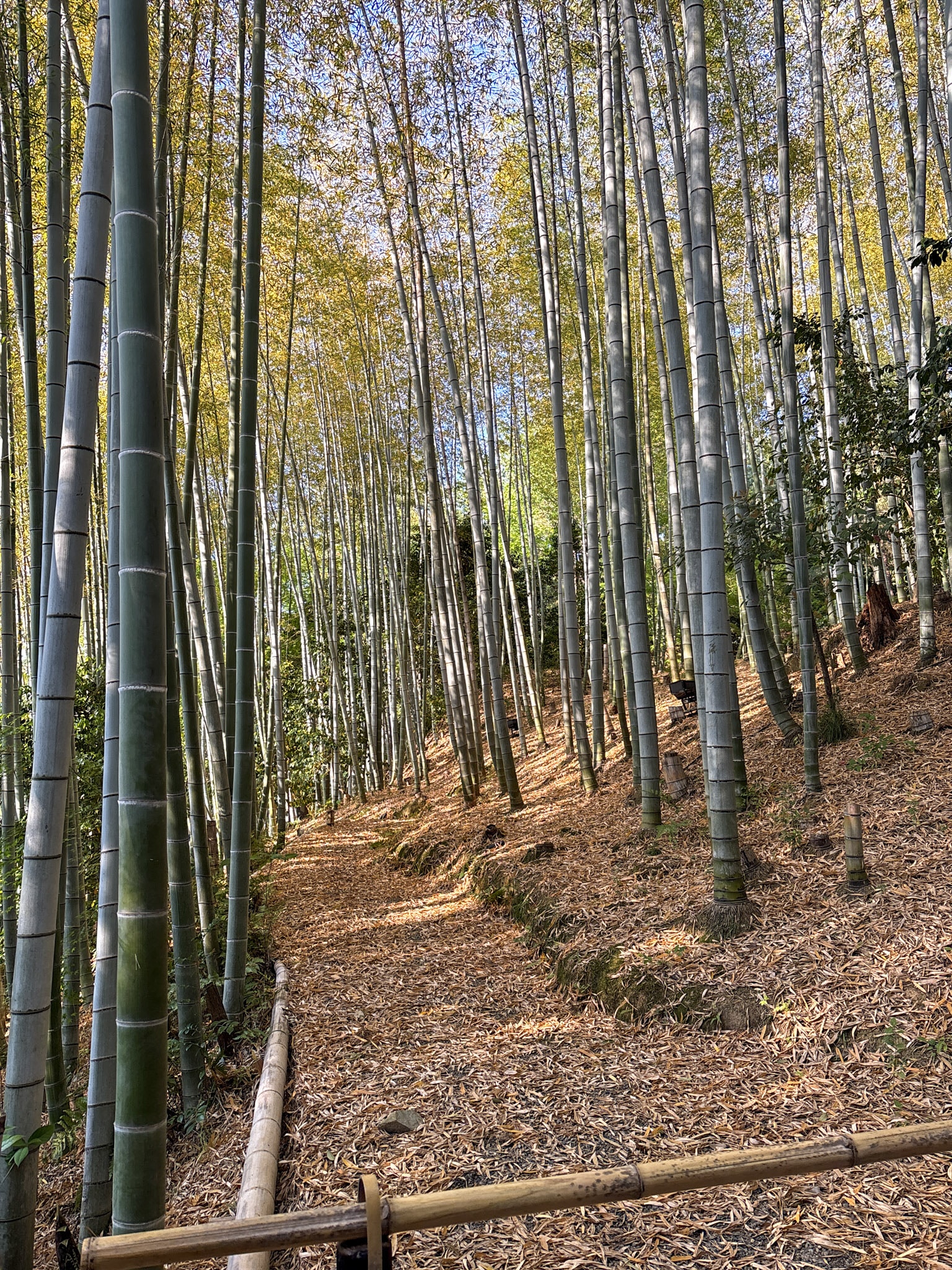 Kōdai-ji Bamboo Forest 1