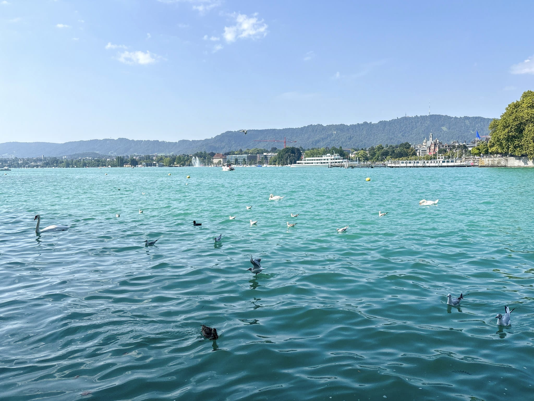 Lake Zurich Promenade Swans Switzerland