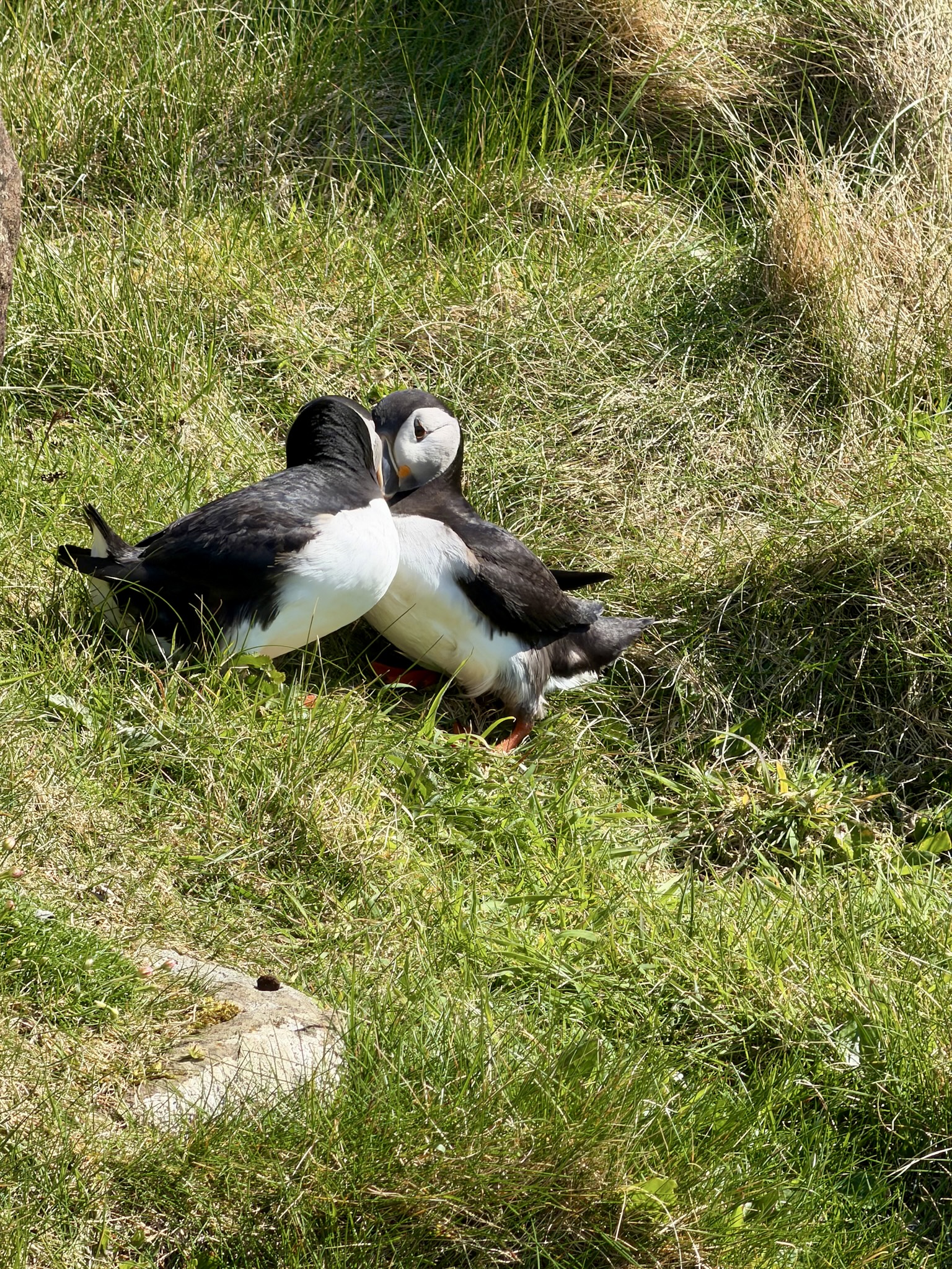 Isle Lunga Puffins Tour Oban Scotland