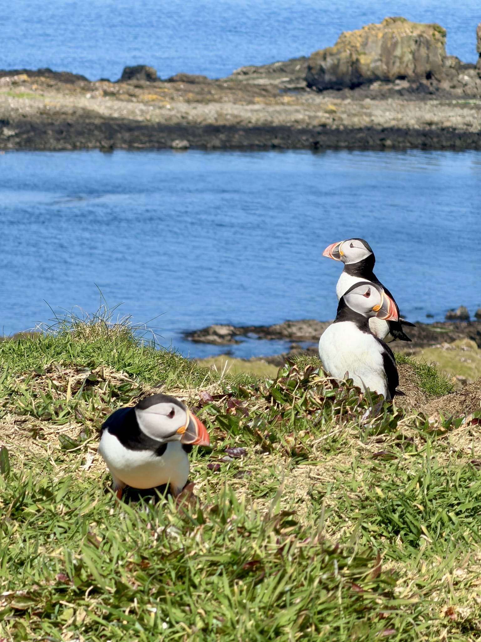 Isle Lunga Puffins Tour Oban Scotland 