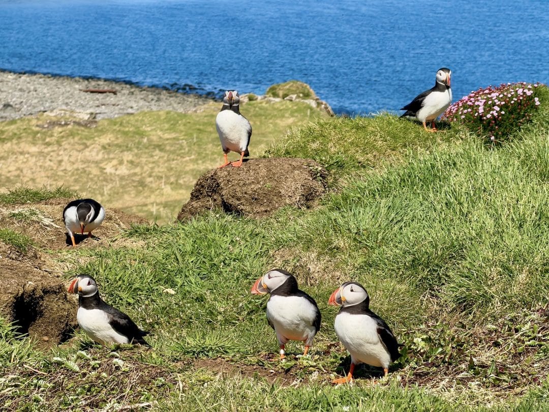 Puffin Tour Oban Scotland Isle Lunga