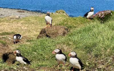 Oban Puffin Tour Review: A Day-Trip to Staffa, Lunga & Iona