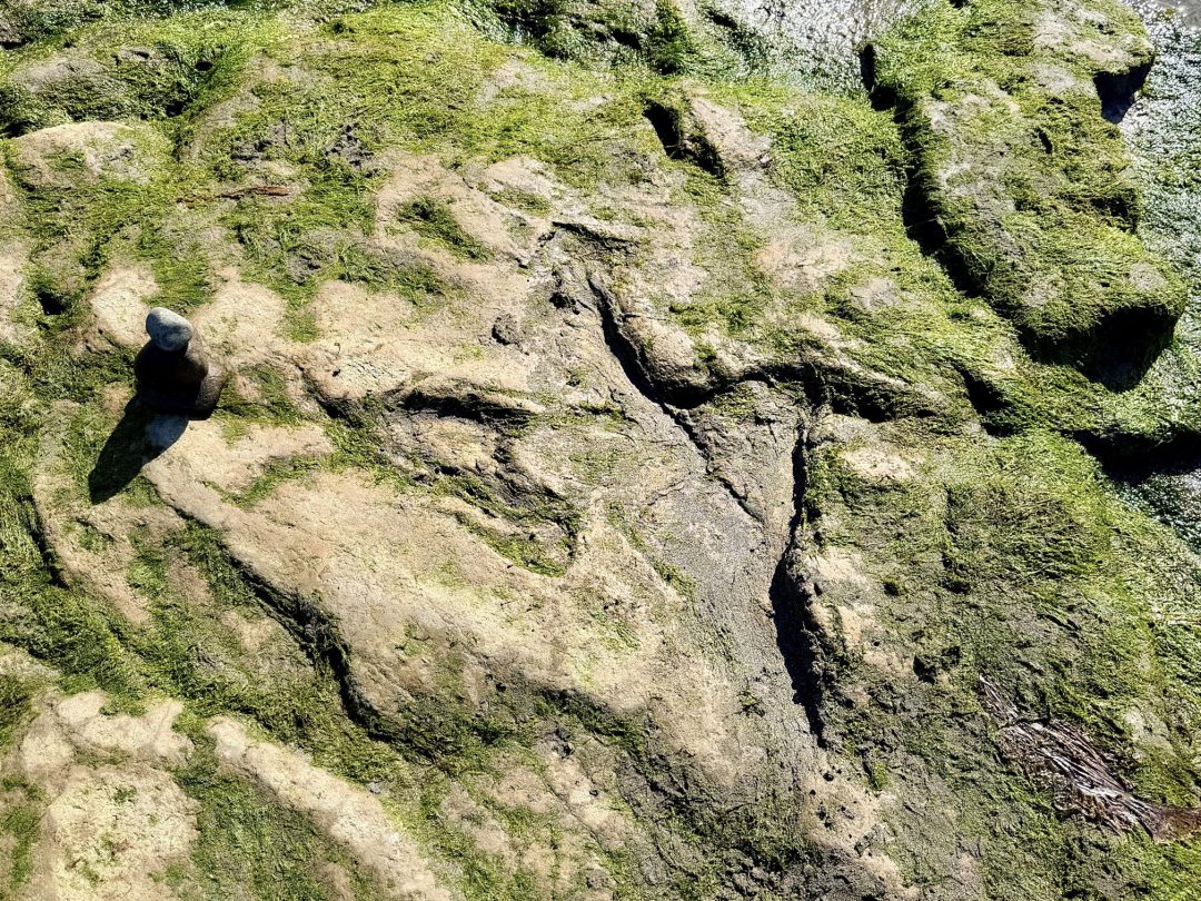 An Corran Beach Scotland Dinosaur Fooprint