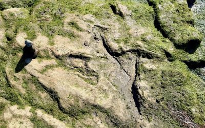 Dinosaur footprints in the Isle of Skye: Are They Real?