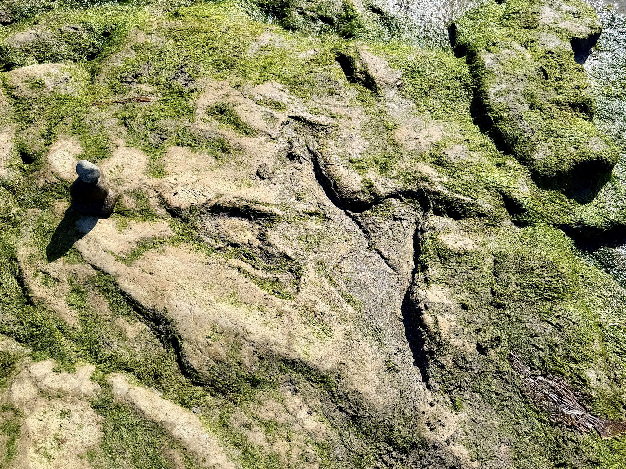 An Corran Beach Scotland Dinosaur Fooprint