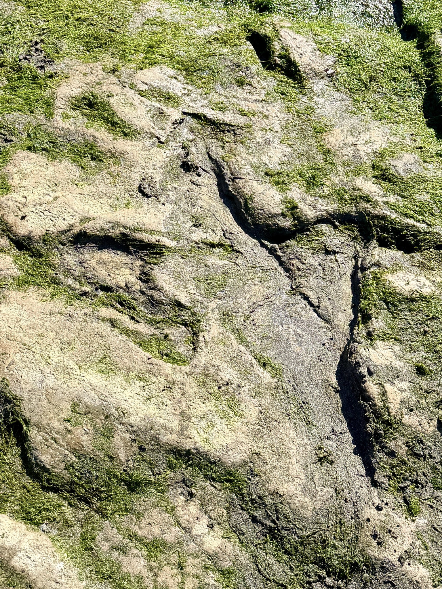 5-An Corran Beach Scotland Dinosaur Fooprint 1 An Corran Dinosaur Fooprint close up