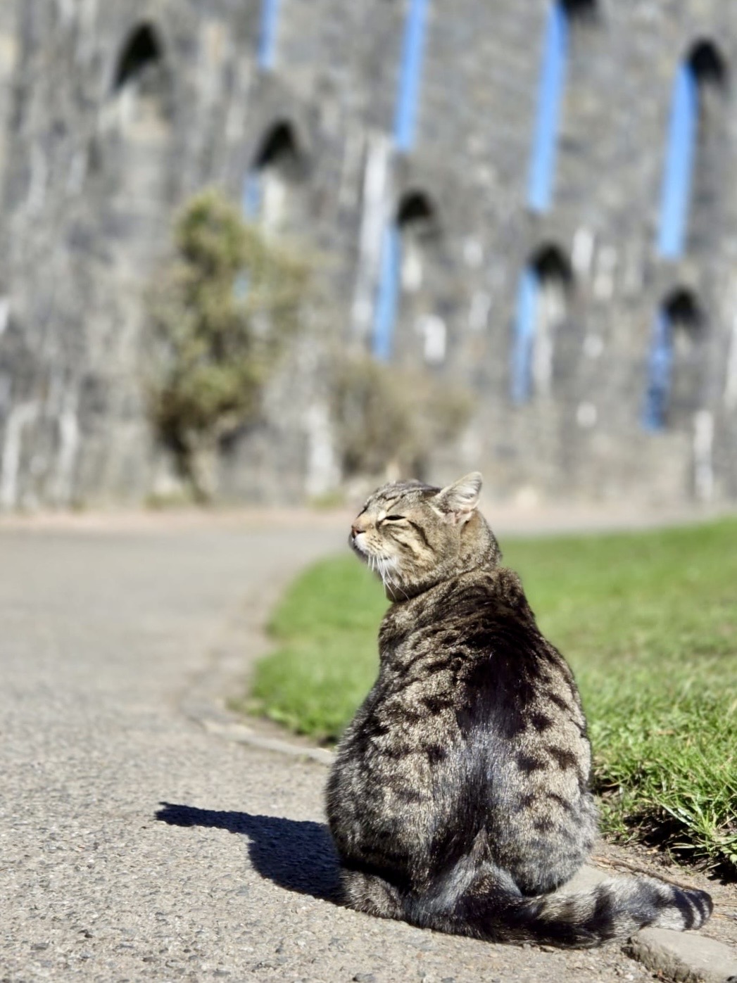 Misha Cat Oban Misha Cat Oban