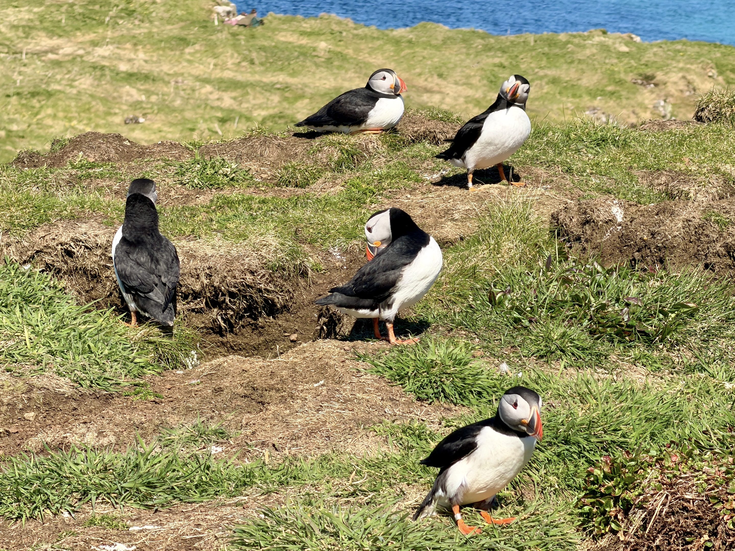 Puffins Isle of Lunga Scotland Puffins Isle of Lunga Scotland