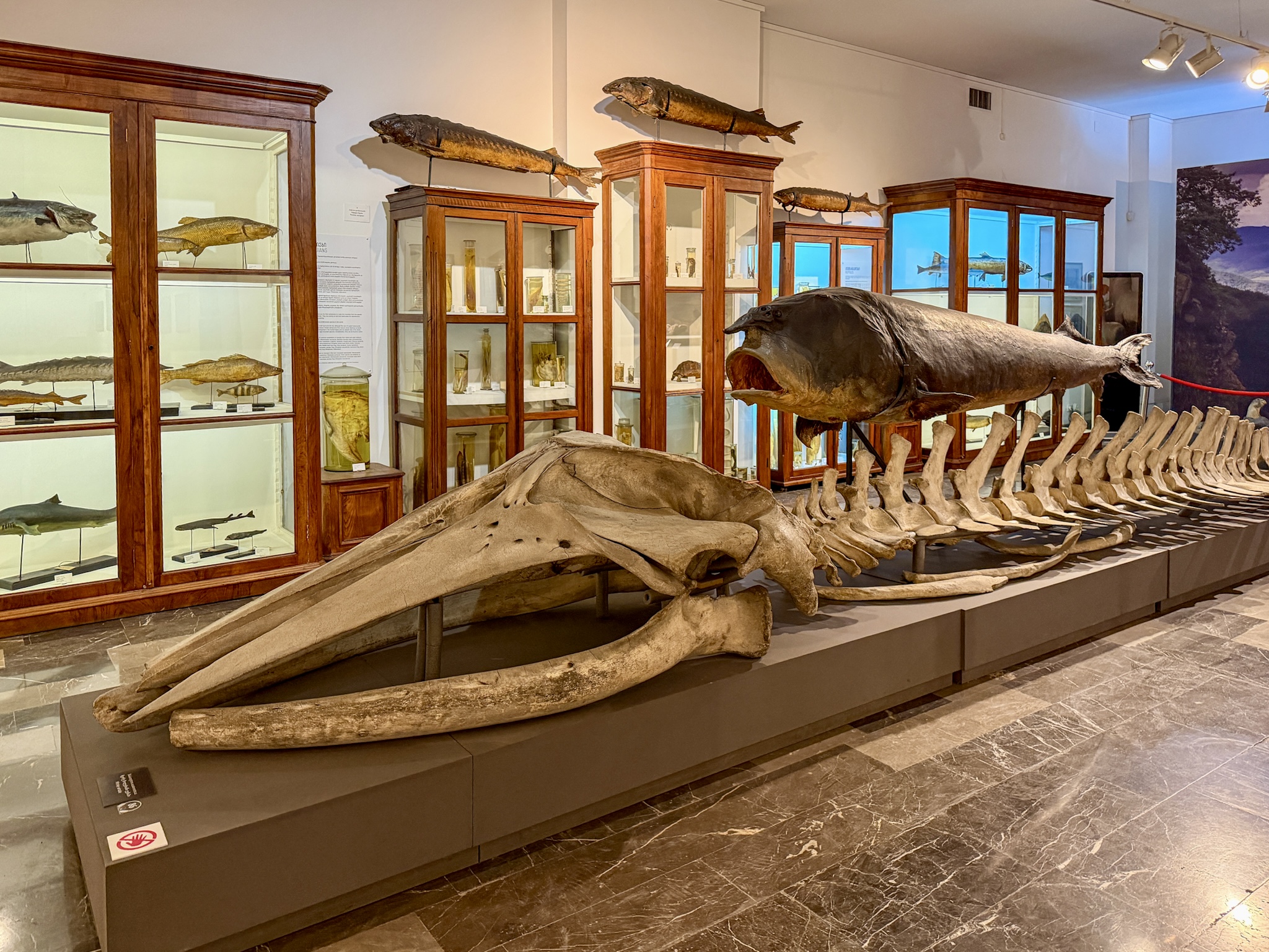 Georgian National Museum Tbilisi Whale Skeleton Georgian National Museum Tbilisi Whale Skeleton