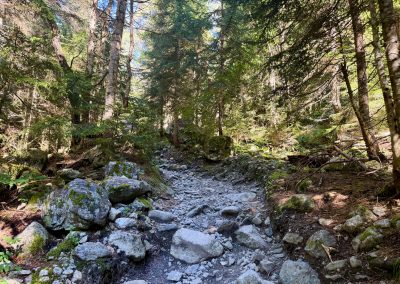 Forest Trail for Chalaadi Glacier