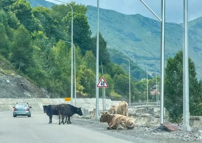 Cows on Georgian Military Highway