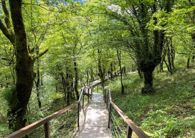 Okatse Canyon Forest Trail