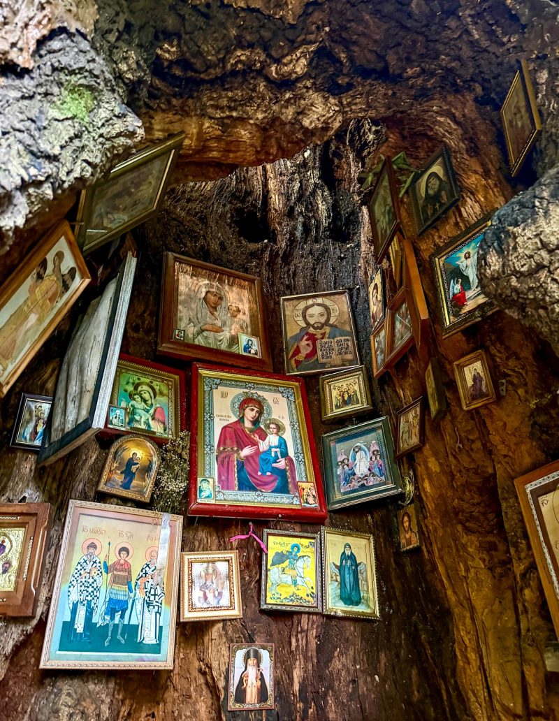 Icons hanging inside the hollow trunk of the oak tree chapel. Kutaisi Botanical Garden