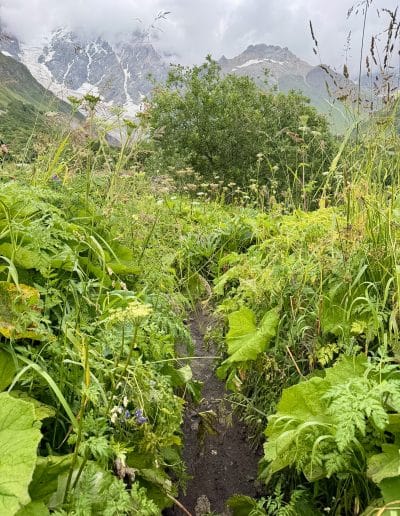 Mud & Tall Grass at Shkhara Glacier Hike
