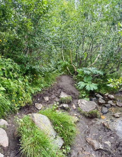 Shkhara Glacier Trail Vegetation